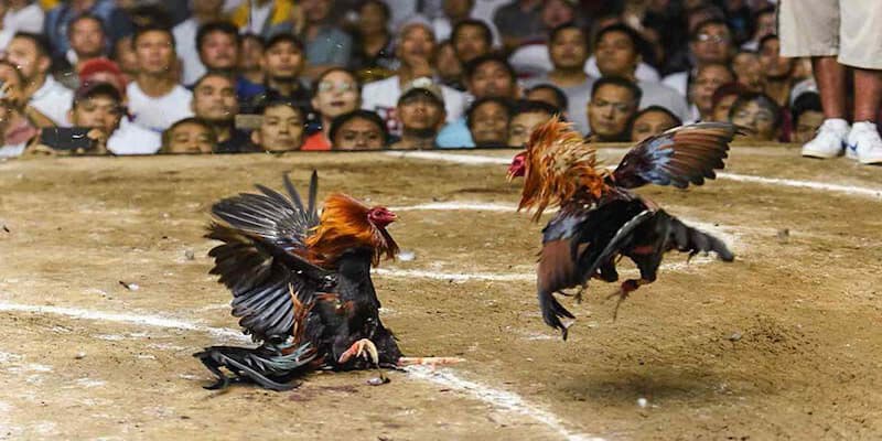 Đăng ký đá gà Campuchia & nhận nhiều ưu đãi tại Xocdia88 4 Kinh nghiệm chơi đá gà Campuchia bao thắng