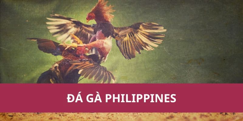 Tất tần tật về trò chơi đá gà Philippines tại Xocdia88 1 da ga Philippines 1