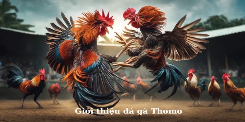 Khám phá đá gà Thomo & kinh nghiệm chơi tại Xocdia88 2 Sự ra đời của đá gà Thomo tại nhà cái Xocdia88