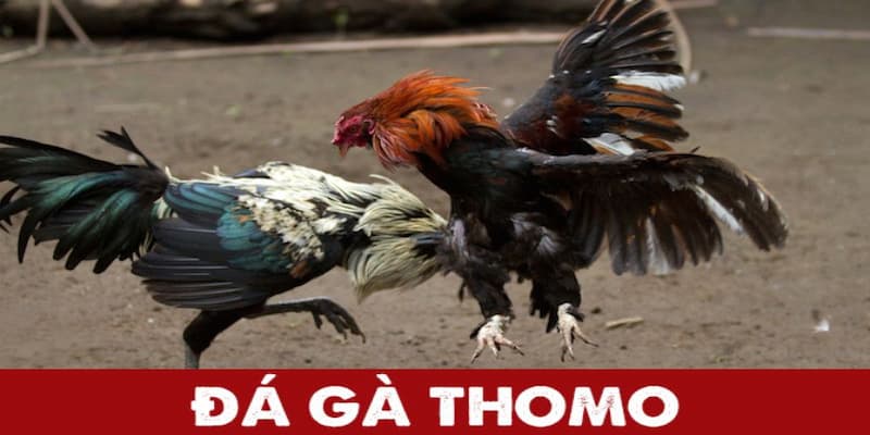 Khám phá đá gà Thomo & kinh nghiệm chơi tại Xocdia88 3 Các trận đấu đá gà Thomo rất hấp dẫn