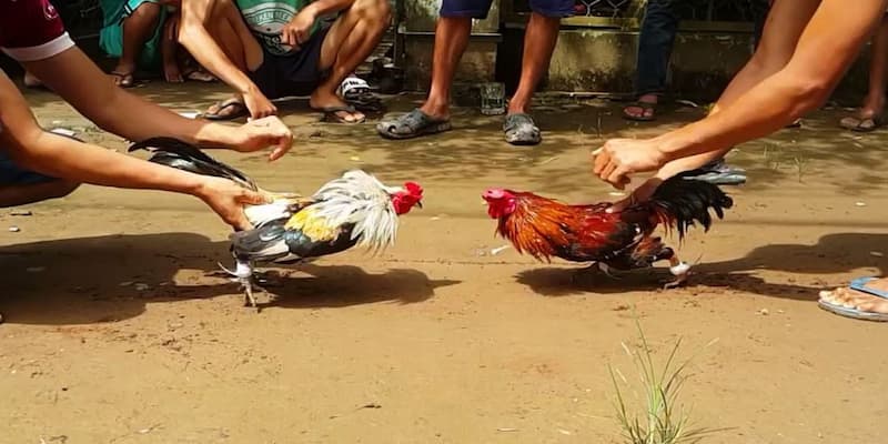 Đá gà cựa sắt Xocdia88 - Hướng dẫn & lưu ý quan trọng 3 Chỉ dẫn tham gia chơi đá gà tại Xocdia88