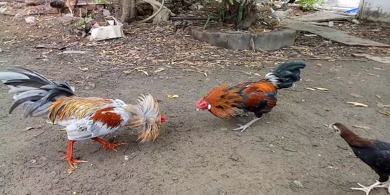 Hình thức đá gà mạng được thu hút tại nhà cái Xocdia88 1 da ga mang 1