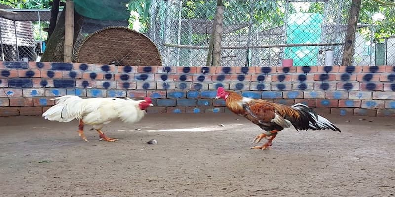 Hình thức đá gà mạng được thu hút tại nhà cái Xocdia88 4 Các lưu ý khi chơi đá gà mạng cần biết